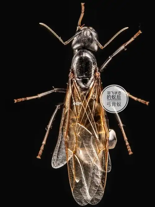 实拍-有翅膀的蚂蚁,你见过没?