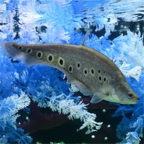 七星刀鱼热带大型观赏鱼底层鱼龙龙鱼配鱼白化鱼