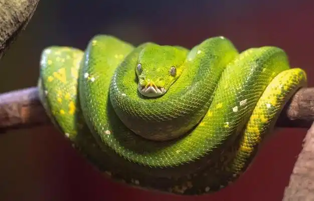 生肖蛇跟啥属相结婚合适?不吵架,不分离,婚姻幸福,爱情美满!