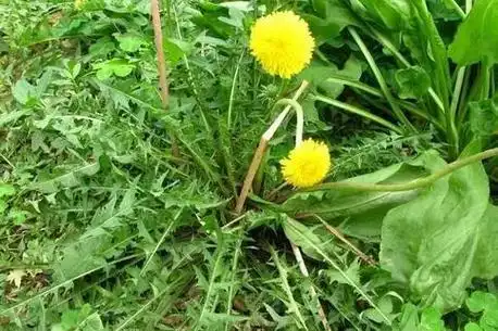 蒲公英泡水喝的功效与作用_野蒲公英功效与作用_蒲公英泡脚的功效与