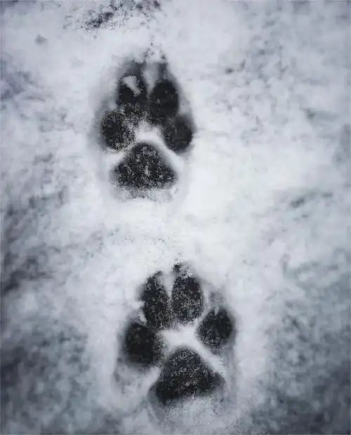 随狼的足迹进入