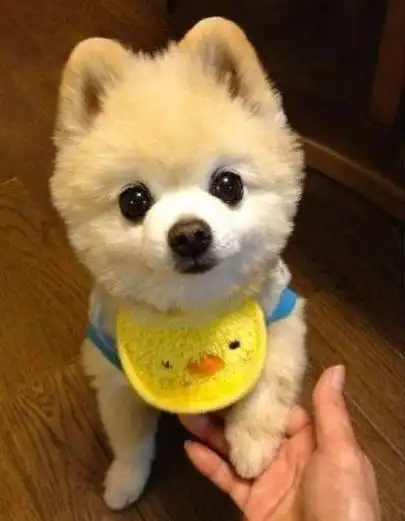 日本狗狗俊介是什么品种的狗?_俊介狗狗多少钱一只-每日阅读