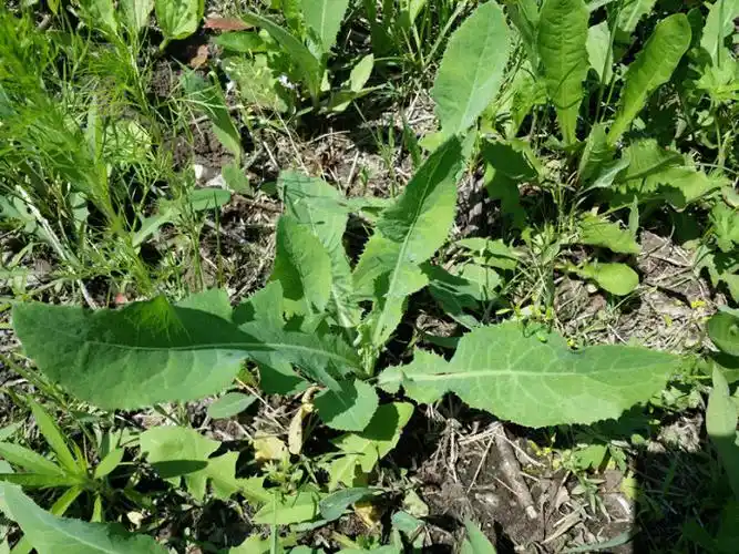 苣荬菜有一种不穿挺的,也就是现在介绍的这种;还有一种穿挺的,也就是