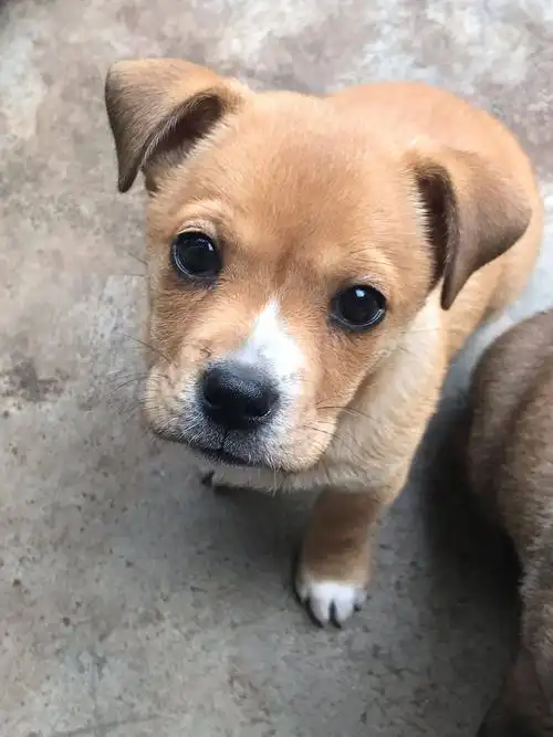 出售2个月大中华田园犬:13887791145 - 宠物乐园 - 新平之窗 - 新平第