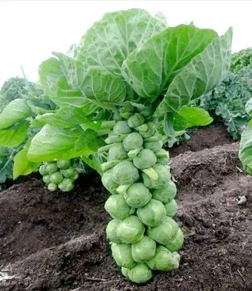 特菜抱子甘蓝:4种典型病害你知道几个?精准防治应该怎么做?