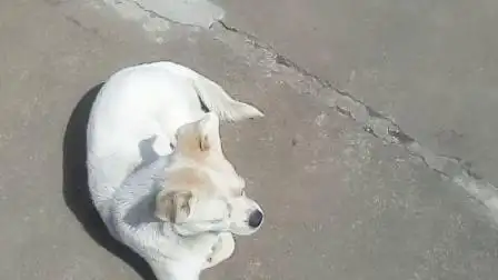 陈平霞的白花狗