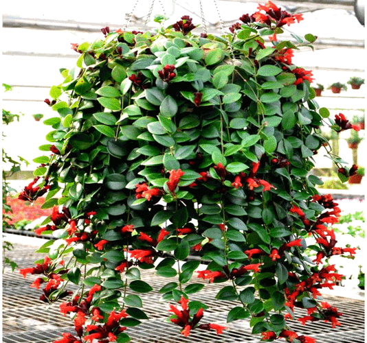 金鱼吊兰盆栽带花苞四季垂吊绿植室内客厅阳台金鱼嘴吊兰植物太阳花一