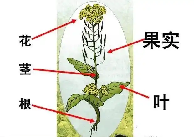 桠溪幼儿园大3班第二十四期【空中课堂】——"油菜花里的春天"