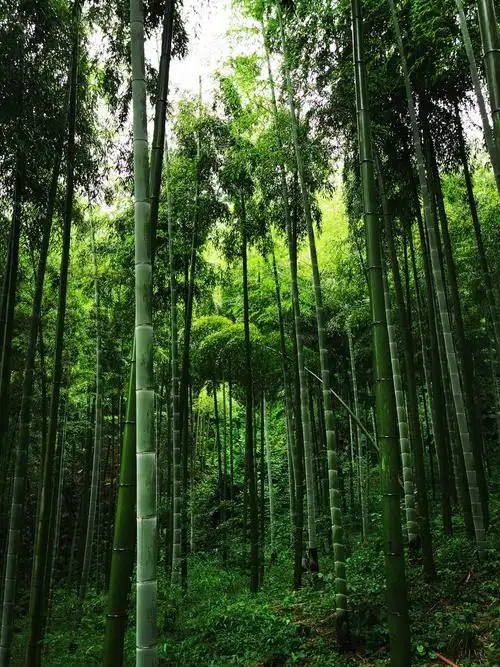 安吉竹海藏龙卧虎拍摄地
