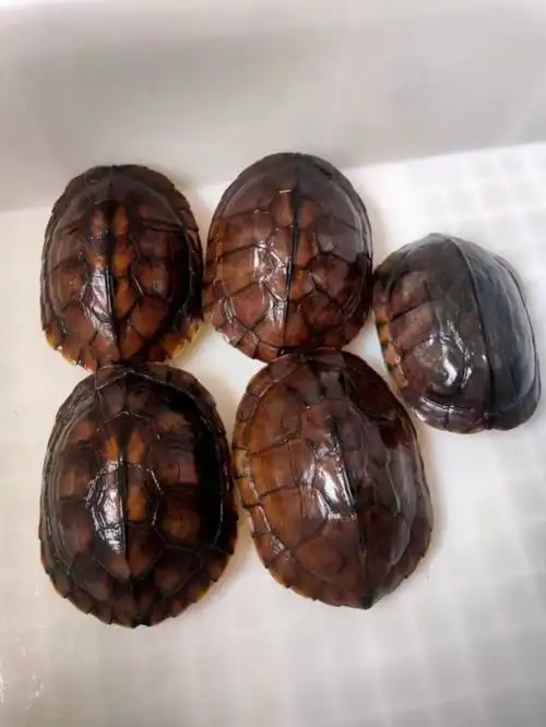 一组苹果红南石金钱龟,一公四母,5.6斤