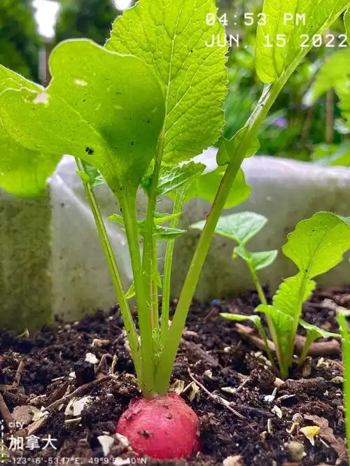 一个月的樱桃萝卜09