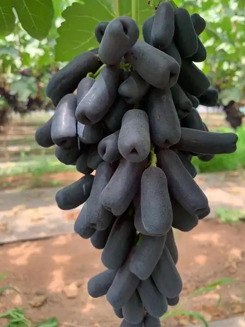 【现摘】推荐甜蜜蓝宝石葡萄美人指黑提基地直供 1000g整串精品