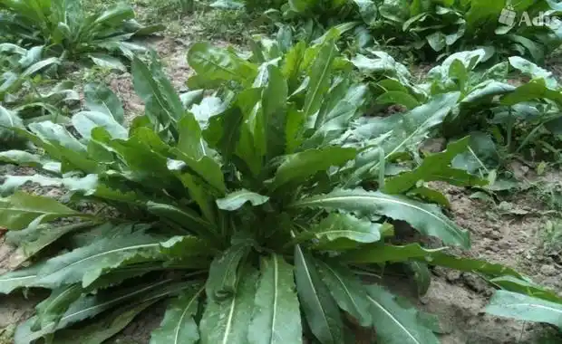 乌斯玛生眉草,奥斯曼草,乌斯曼草等,是一种二年生十字花科草本植物