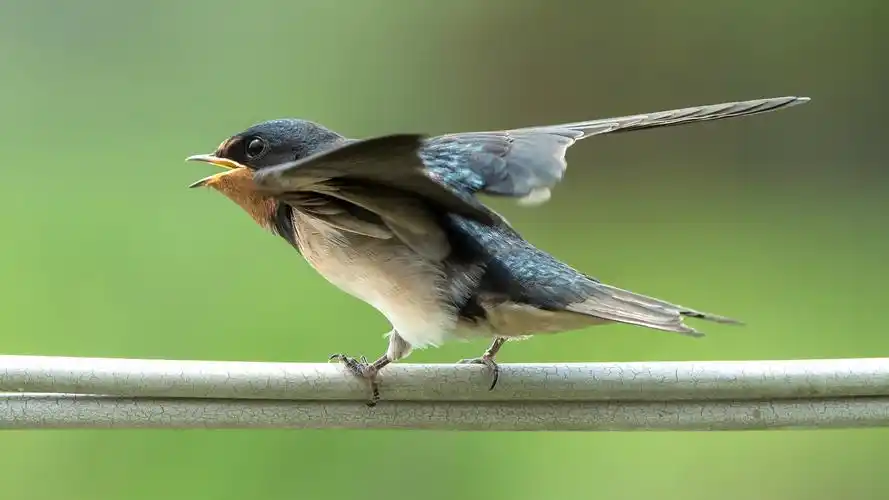 燕子图片,高清图片-壁纸族