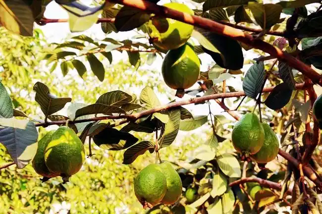 番石榴(via@独行侠)