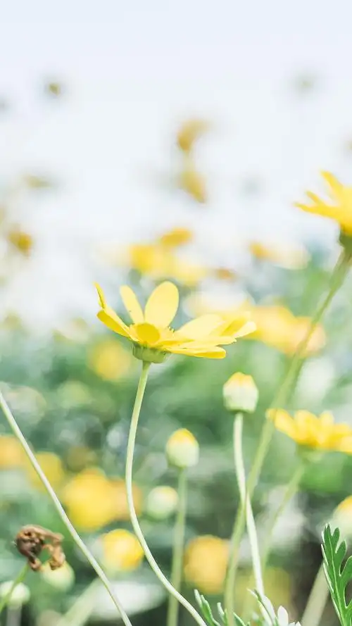 高清手机图片夏日清新凉爽手机壁纸图片