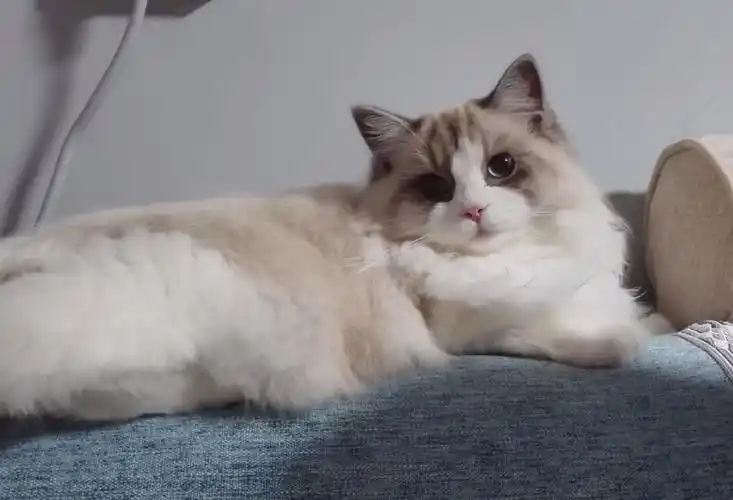 海口布偶猫配种