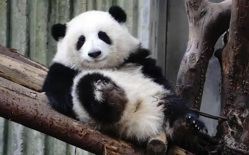 【大熊猫和花】液体熊猫小fafa从木架上流下来了