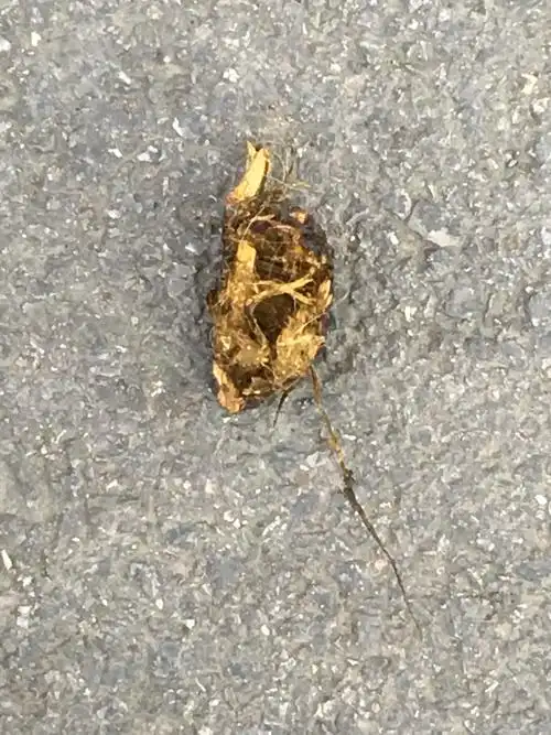 大早一出门我就交了狗屎运真的