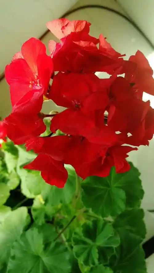 天竺葵花图片(天竺葵公爵开花图)