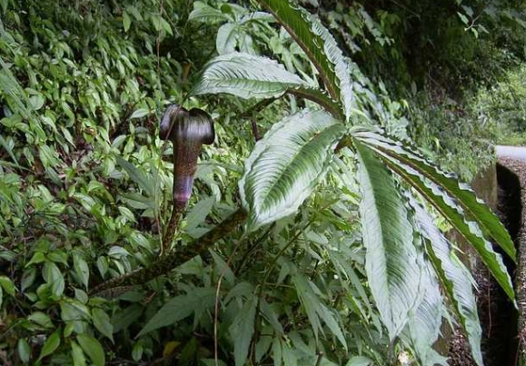 天南星和胆南星的区别有哪些