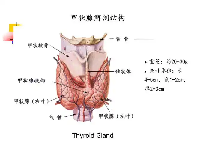 医学课件:39_甲状腺功能亢进症.ppt