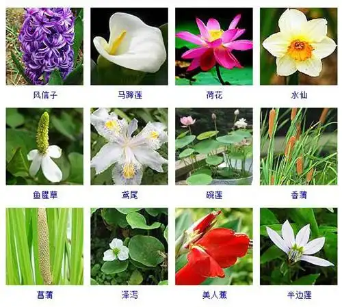 水生植物有哪些?