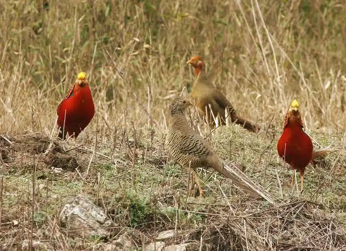 箱角的红腹锦鸡
