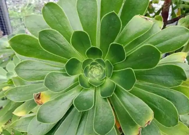 多肉绿法师冬春之交的养护你知道多少?照着做春天可让它枝繁叶茂