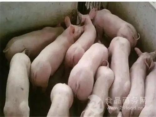 出售纯种三元猪