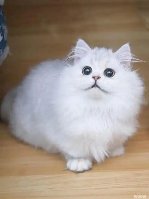 【58同城】波斯猫_龙泉镇波斯猫信息网_宠物网