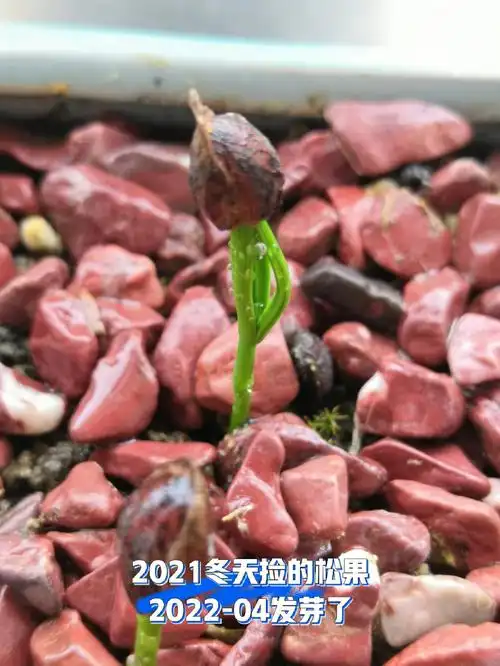 松果里的小松子发芽了