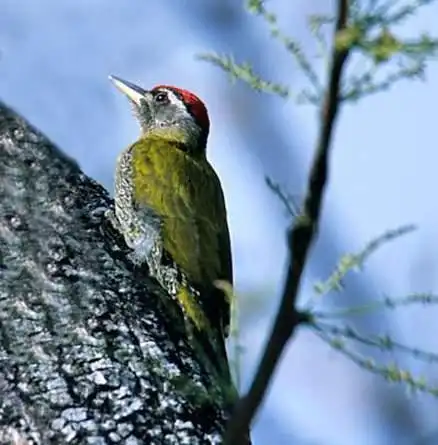 毛有青有绿嘴长头上有一个红点的鸟是什么鸟?