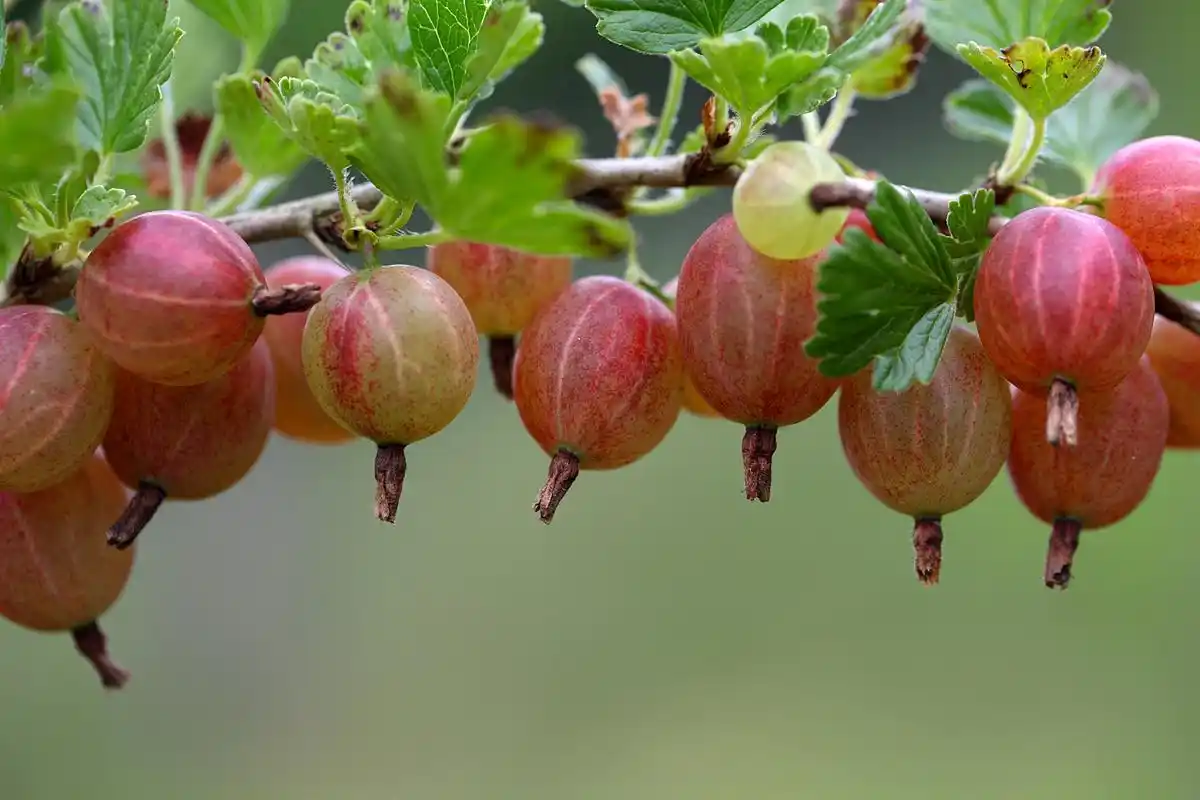 木瓜海棠果,又称为海棠果和木瓜果,是一种营养丰富的可食用果实.