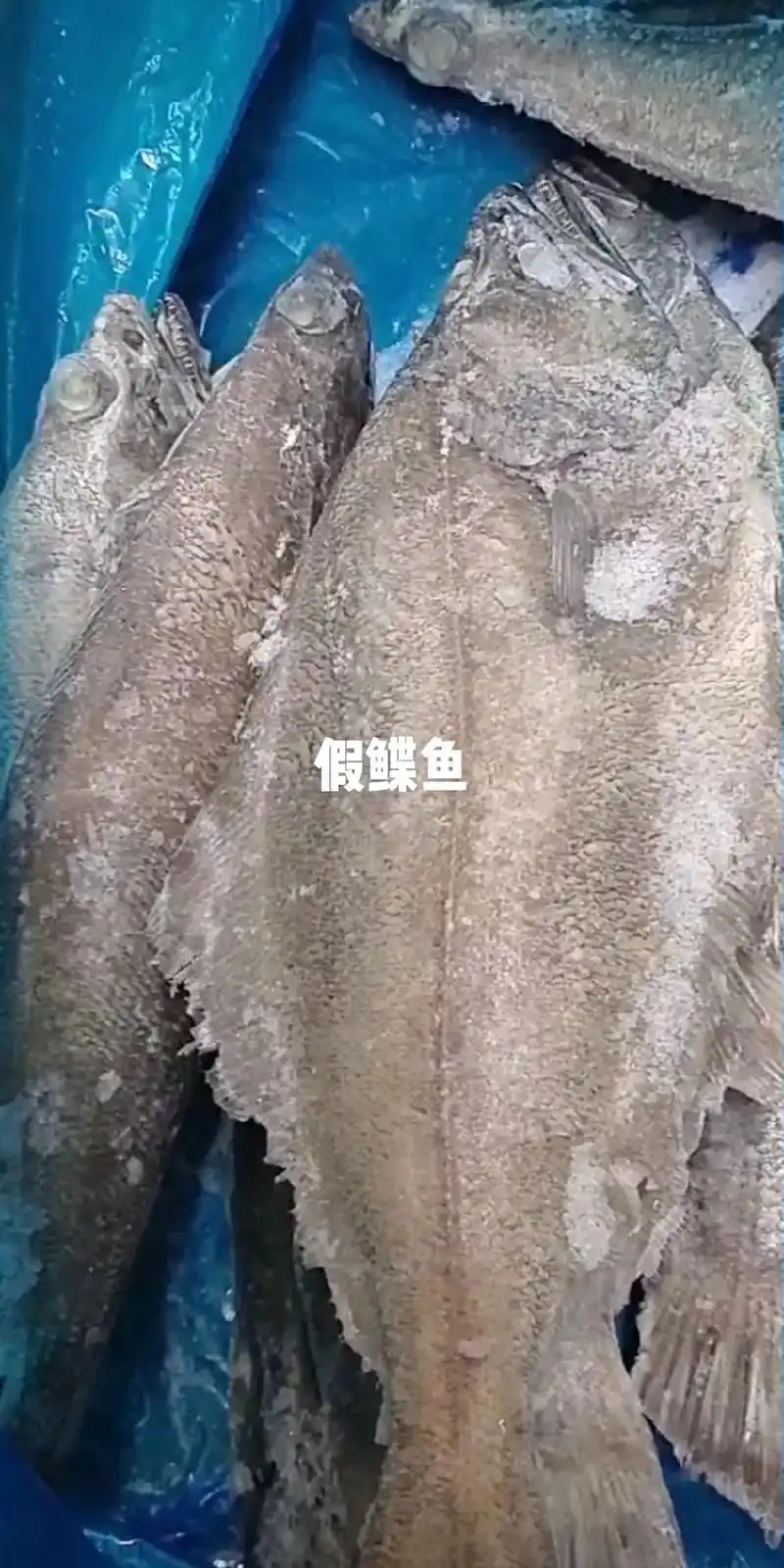 真假鲽鱼分辨 - 抖音