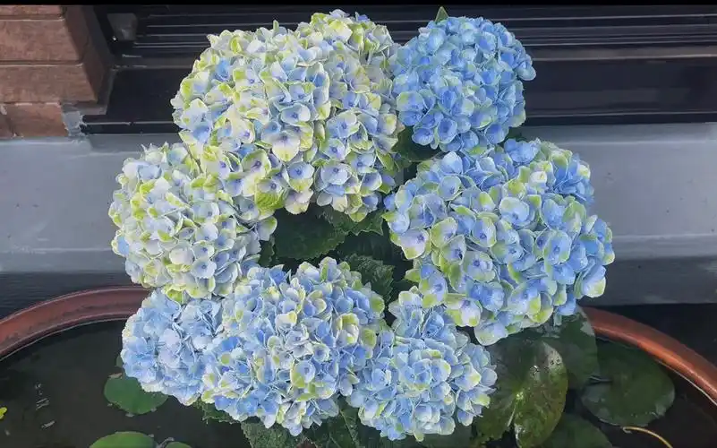 【绣球—魔幻革命】氤氲感十足的小型绣球品种