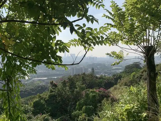 深圳半下午的塘朗山公园微风和暖阳