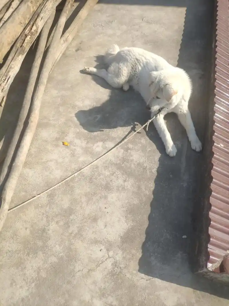 小白白,你的腿咋不长#农村土狗 #太行犬#山西大笨狗#中华田 - 抖音