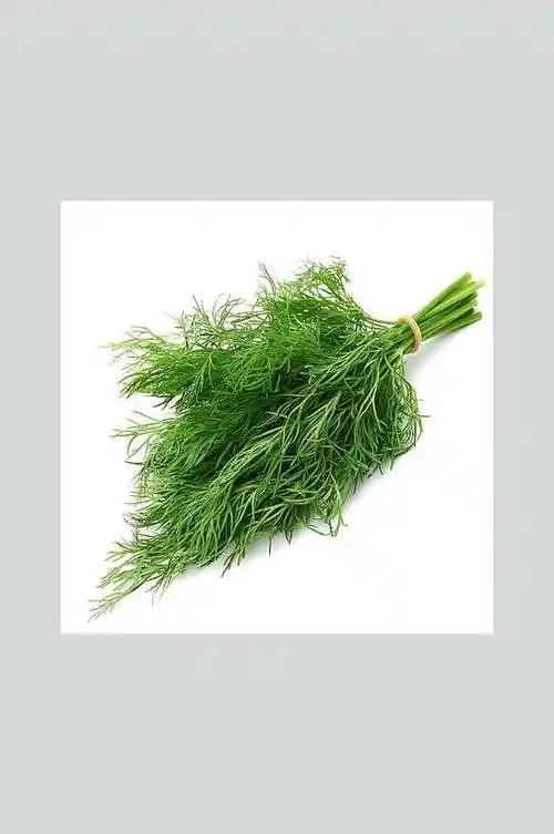 新鲜小香菜美食摄影图