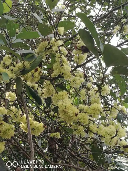 路边的"木姜子"树,长满了小花,招来好多的蜜蜂!