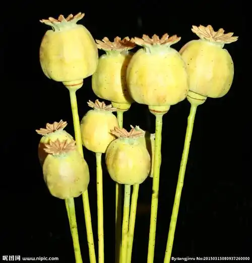 罂粟图片