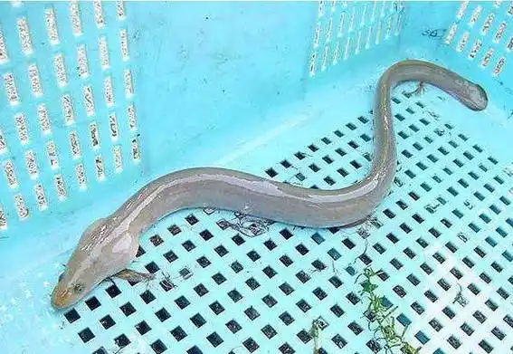 巧钓白鳝再也不怕空军了