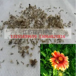 长期供应优质天人菊种子