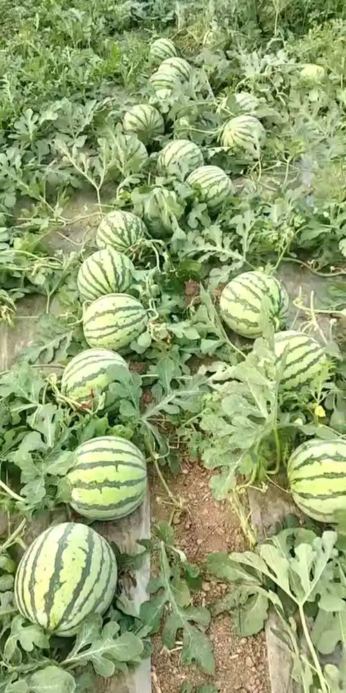 8424西瓜 刚成熟的8424