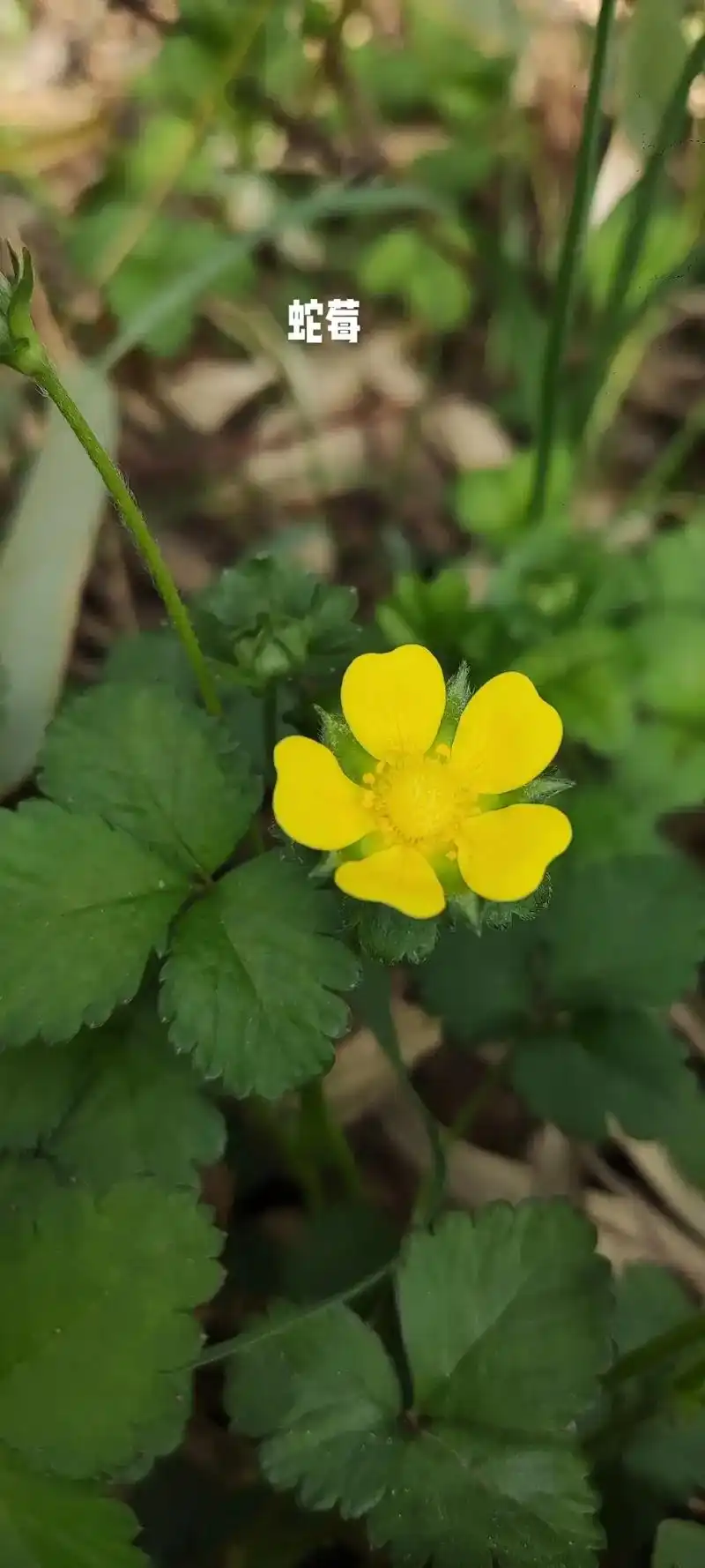 儿时都见过,却叫不出名字的野花,你认识几个? - 抖音