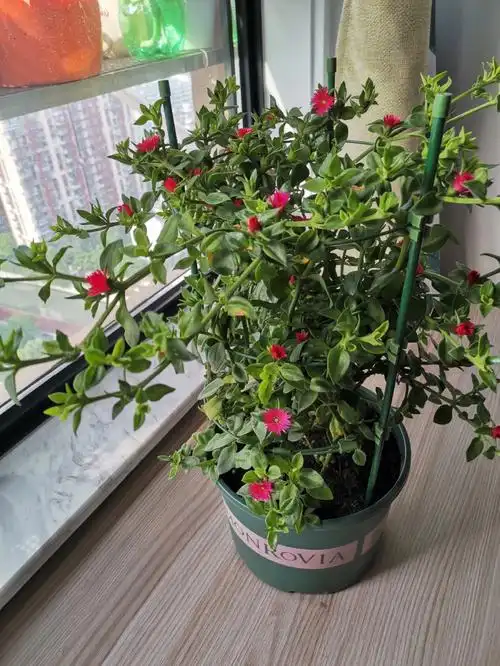 今天把牡丹吊兰都剪了,剪下来的再扦插,得插多少盆?