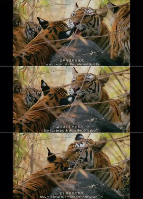 看纪录片王朝老虎