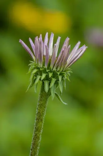 【首发】松果菊(二)