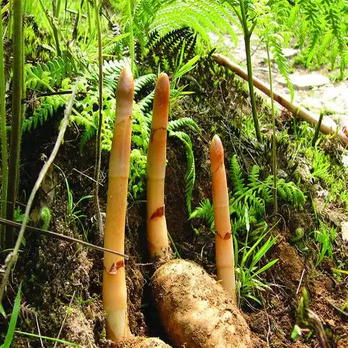 云南昭通小草坝新鲜现挖天麻500g包邮 5个左右产地直发正宗天麻