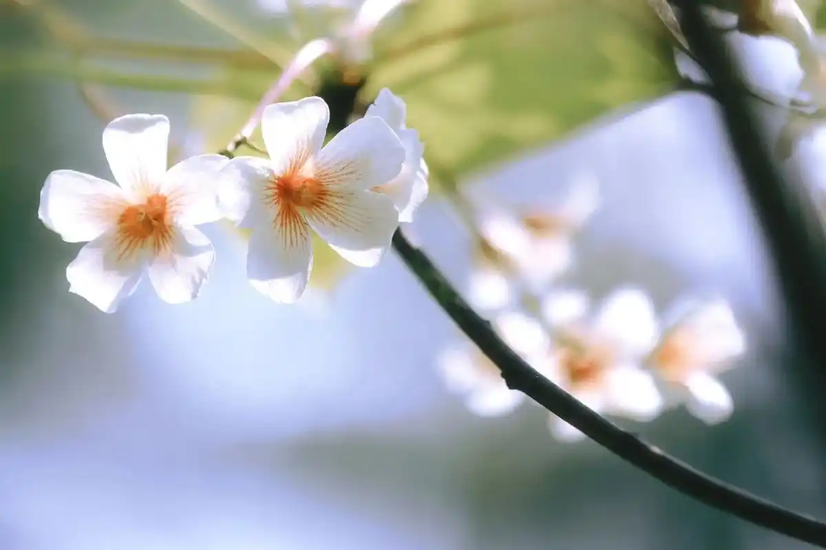 油桐花极致自由的山间花